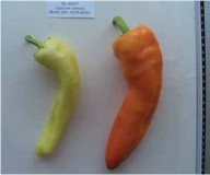 piperies_her