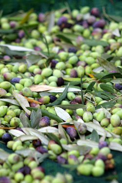 Koreiniki Olives | Olive Oil Times